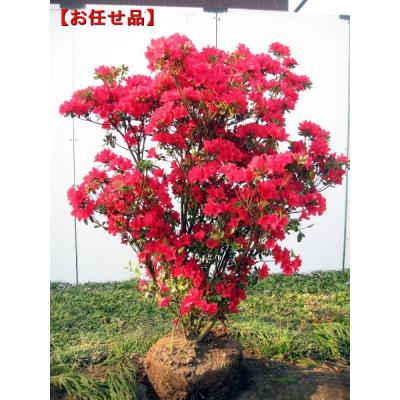 久留米ツツジのおすすめ人気ランキングTOP100 - Yahoo!ショッピング