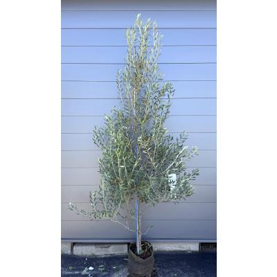 オリーブの木 シプレッシーノのおすすめ人気商品一覧 通販 - Yahoo