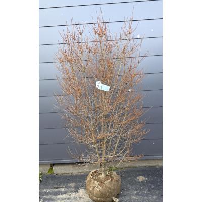 ドウダンツツジ（苗木、植木） | 花、ガーデニング のおすすめ人気商品