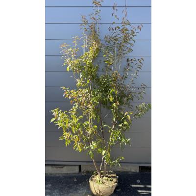 トキワエゴノキ（常緑樹の植木、庭木）｜苗木、植木 | 花