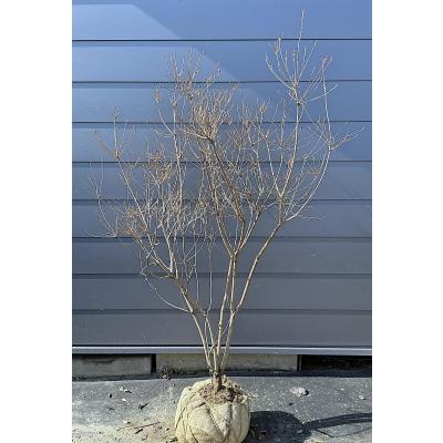 大福樹苗園 - ドウダンツヅジ｜Yahoo!ショッピング