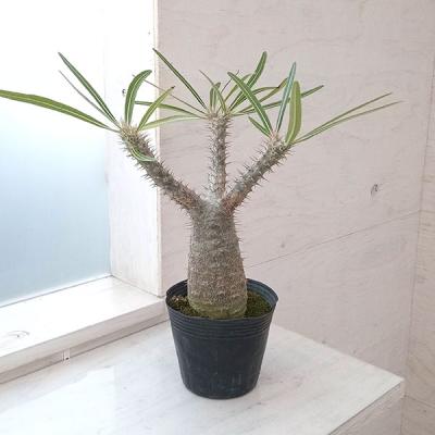 グラキリスのおすすめ人気商品一覧 通販 - Yahoo!ショッピング