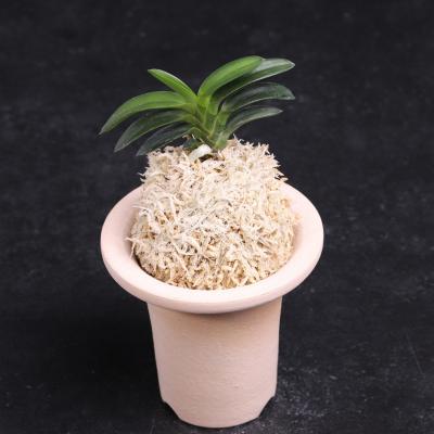 富貴蘭 翠華殿 ルビー根 【送料無料】 : フェニックスガーデン - 通販