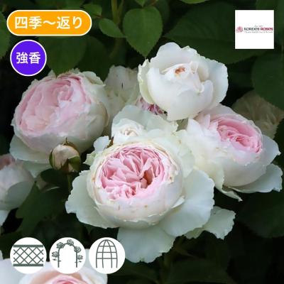 バラ台木のおすすめ人気商品一覧 通販 - Yahoo!ショッピング