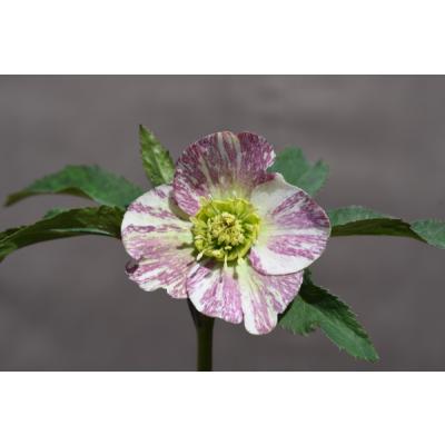 クリスマスローズ 開花株のおすすめ人気商品一覧 通販 - Yahoo