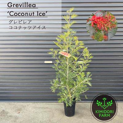 KIMIDORI FARM Yahoo!店 - オージープランツ｜Yahoo!ショッピング