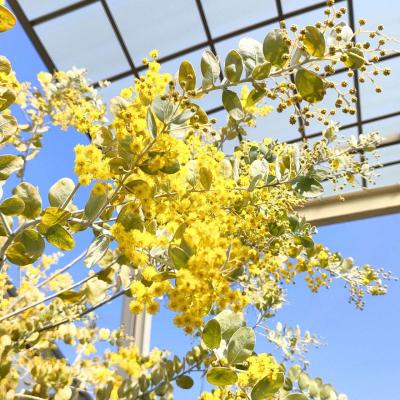 パールアカシアのおすすめ人気商品一覧 通販 - Yahoo!ショッピング