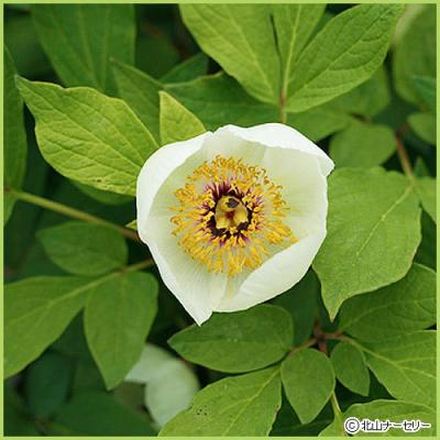 紅花ヤマシャクヤクのおすすめ人気商品一覧 通販 - Yahoo!ショッピング