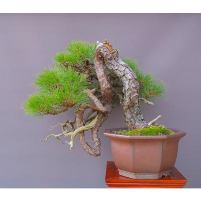 一樹園 - 赤松｜Yahoo!ショッピング