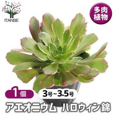 多肉植物アエオニウム錦のおすすめ人気商品一覧 通販 - Yahoo!ショッピング