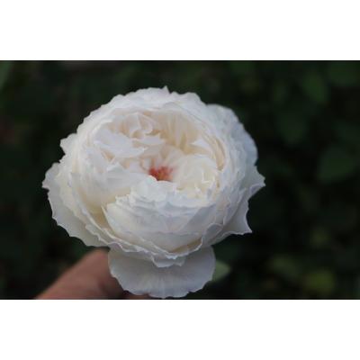 森農園ネットショップ - 19オリジナリティ溢れる育種家の切り花品種