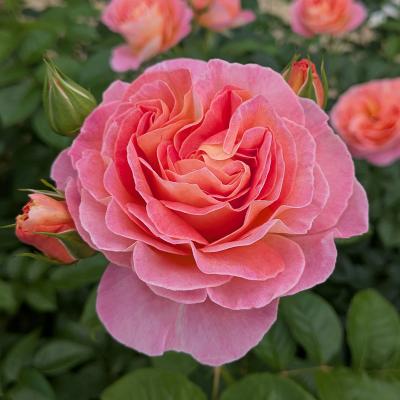 バラ専門店 ザ・ローズショップ - 四季咲き中輪 フロリバンダ FL