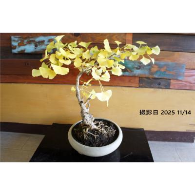 イチョウ 盆栽のおすすめ人気商品一覧 通販 - Yahoo!ショッピング