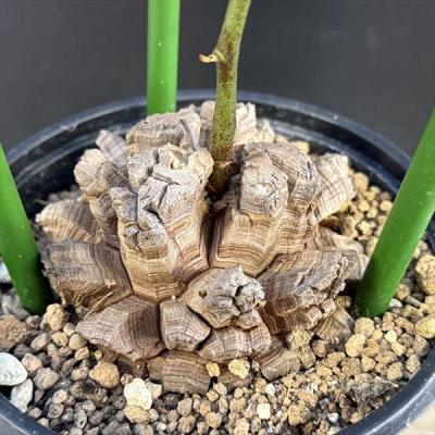 亀甲竜のおすすめ人気商品一覧 通販 - Yahoo!ショッピング