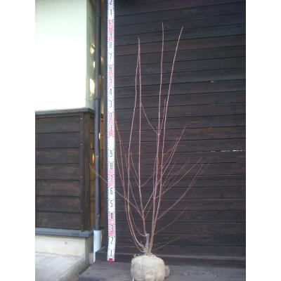 yokoya_372826?resolution=2x