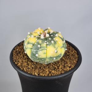 サボテン：フェロカクタス 白鳥丸*幅17cm 現品！一品限り : 遊恵盆栽