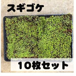 スナゴケ 砂苔 1平米 60cm×30cm(トレー6枚) 1箱 国産 コケ 園芸 日本