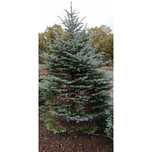 発送不可 プンゲンストウヒ ホプシー 高さ約3m : アララギ園有限会社