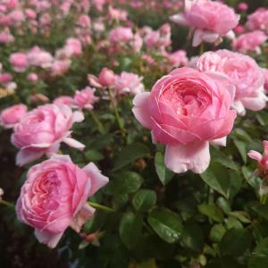 バラ苗 予約 新苗 12cmポット ラブ・シック : Apple Roses - 通販