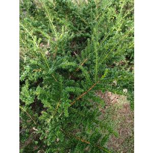 イチイ アララギ H80cm内外 : アララギ園有限会社 - 通販 - Yahoo