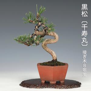 選べる盆栽 ：黒松（モダン陶器鉢)*苔と砂付き くろまつ クロマツ