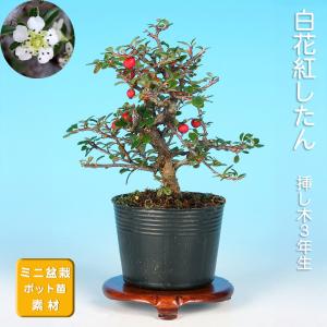 盆栽 白花常磐まんさく トキワマンサク 万作 満作 小品盆栽 ミニ盆栽