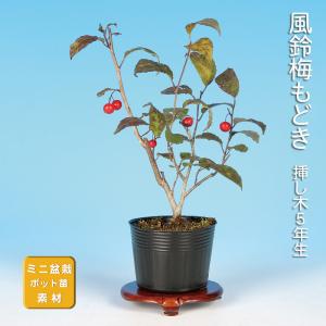 盆栽 緋玉まゆみ マユミ 真弓 小品盆栽 ミニ盆栽 雑木 実物 盆栽素材