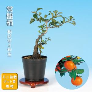 盆栽 緋玉まゆみ マユミ 真弓 小品盆栽 ミニ盆栽 雑木 実物 盆栽素材