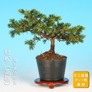 盆栽 ミニ盆栽 「楓 挿し木3年生」 カエデ かえで 小品 葉物 苗木