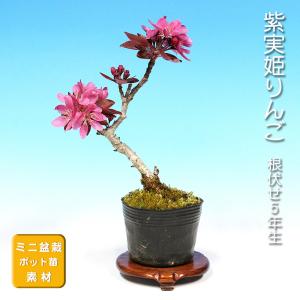 小品盆栽：特選宮様楓 現品*かえで カエデ Kaede 送料無料 : 遊恵盆栽