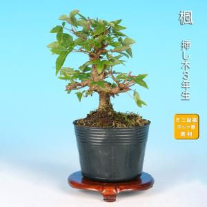 盆栽 小葉寒ぐみ グミ 茱萸 ナワシログミ 小品盆栽 ミニ盆栽 実物 雑木