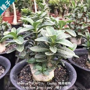 観葉植物 種子 種 Phoenix Canariensis フェニックス カナリーヤシ