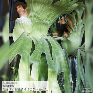 大型 コウモリラン ビカクシダ ビフルカツム 7号 : PLANQUOR - 通販