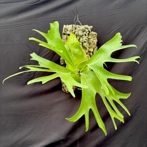 現品) ビカクシダ ウィリンキー 'セルソタツタ' (TC) (No.40785