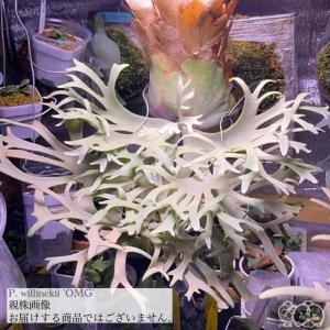 現品) ビカクシダ 'NUK' (TC) (No.40910) (コウモリラン 観葉植物