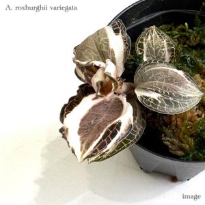 現品) マコデス ペトラ 斑入り (No.62535) (ジュエルオーキッド 宝石蘭