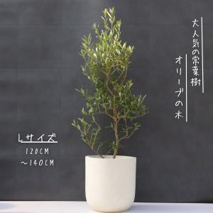 観葉植物 SOUJU（創樹）ブランド：オリーブの木 ピクアル*6号 Picual