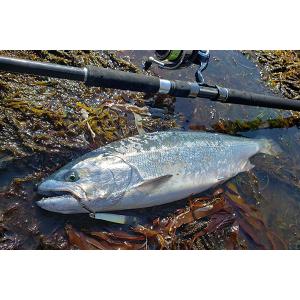 DAIWA（ダイワ） DAIWA 22KamuyTuxy KAMUY RANKE TAM カムイランケタム