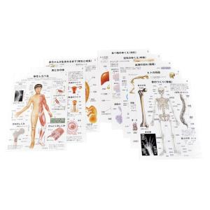 人体のつくりとはたらきパネル ポスター 8枚組 : 学林舎 - 通販
