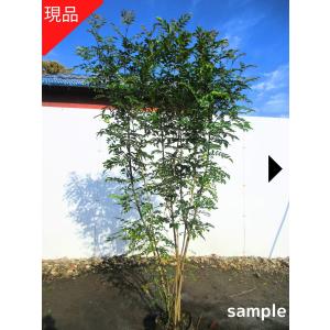 コハウチワカエデ 株立ち 現品発送 樹高1.8-2.0m(根鉢含まず) シンボル