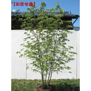 シャラノキ 夏椿[ナツツバキ]株立！樹高2.0m前後(根鉢含まず） 落葉樹