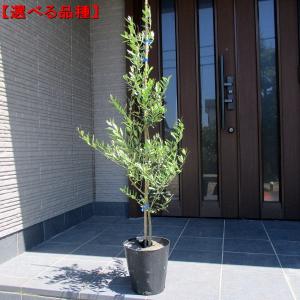 観葉植物 SOUJU（創樹）ブランド：オリーブの木 ピクアル*6号 Picual