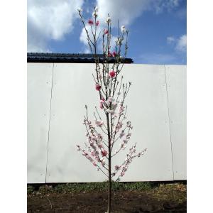 現品発送 雲竜梅 ウンリュウバイ8号 樹高1.3m-1.5m(鉢底から) シンボル