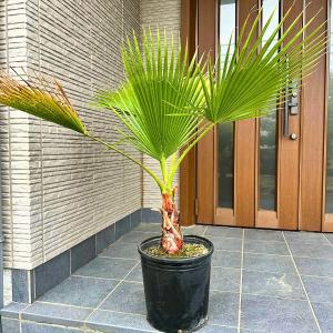 ココスヤシ 7号 鉢カバー 樹高80cm前後(鉢底から) ヤシノキ 椰子の木