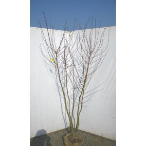 山モミジ 株立ち 約2.2m 超特大株 規格販売 植木 苗木 大苗 お買い得