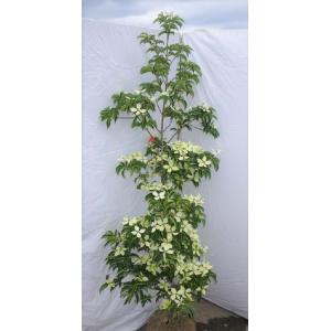 常緑エゴノキ 株立ち 約1.8m 現品発送 トキワエゴ 常緑樹 : 大福樹苗園