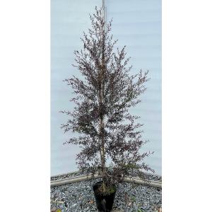 銅葉レプトスペルマム ボルケーノ 約1.5m 植木苗木大苗 規格販売