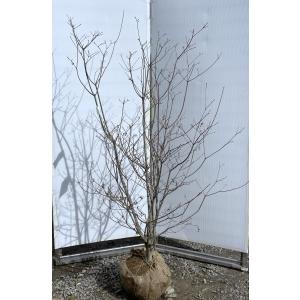 紅ドウダンツツジ 株立ち 約1.6m 現品発送 特大株 植木苗木大苗 紅