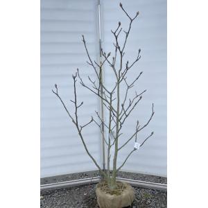 白木蓮 苗木 特大株華やかな芳香 園芸ネット本店｜モクレン：白木蓮