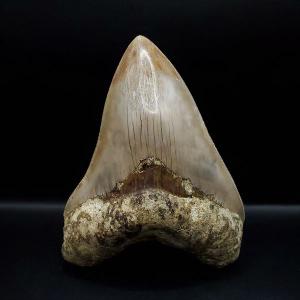 1 本の巨大な美しいメガロドン歯化石サメの歯 : FUKU Store - 通販